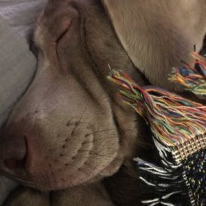 Meet your Posher, Ashton